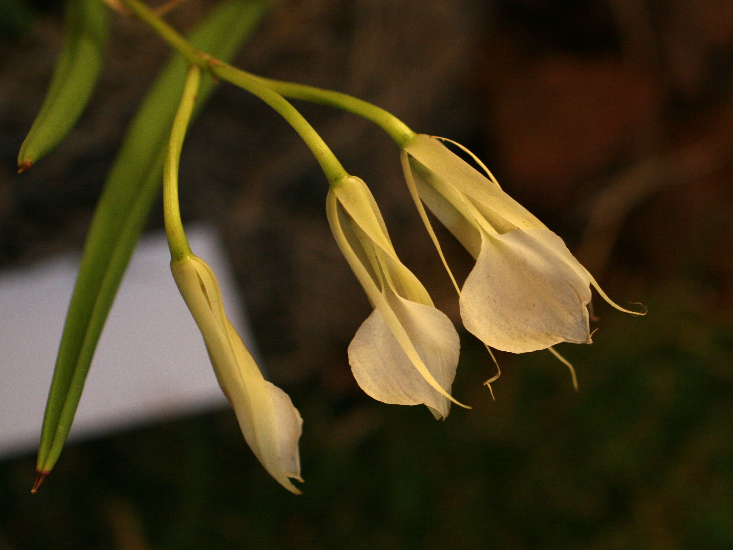 brassavola_nodosa2md