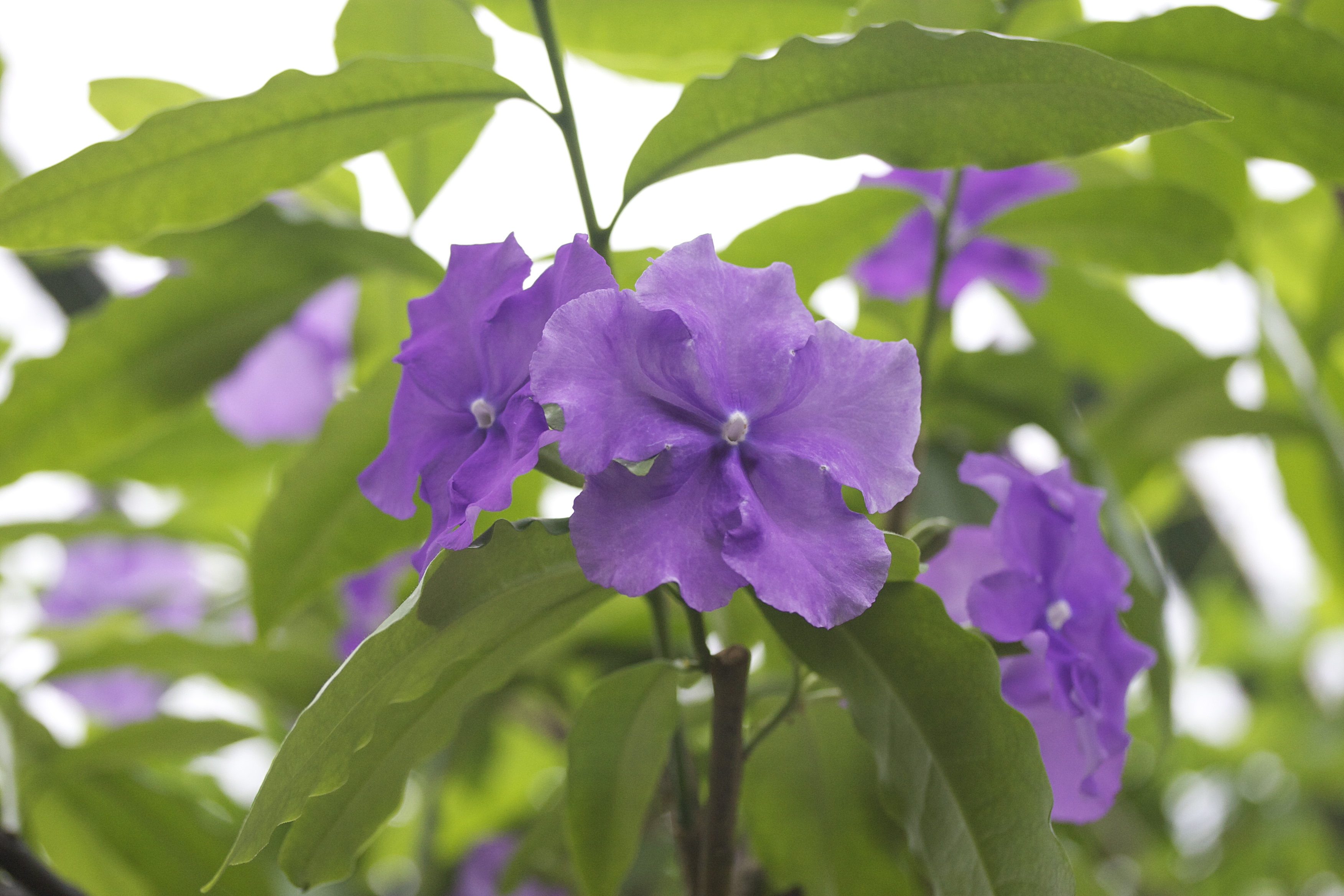 Afficher le média brunfelsia_pauciflora2md brunfelsia_pauciflora2md