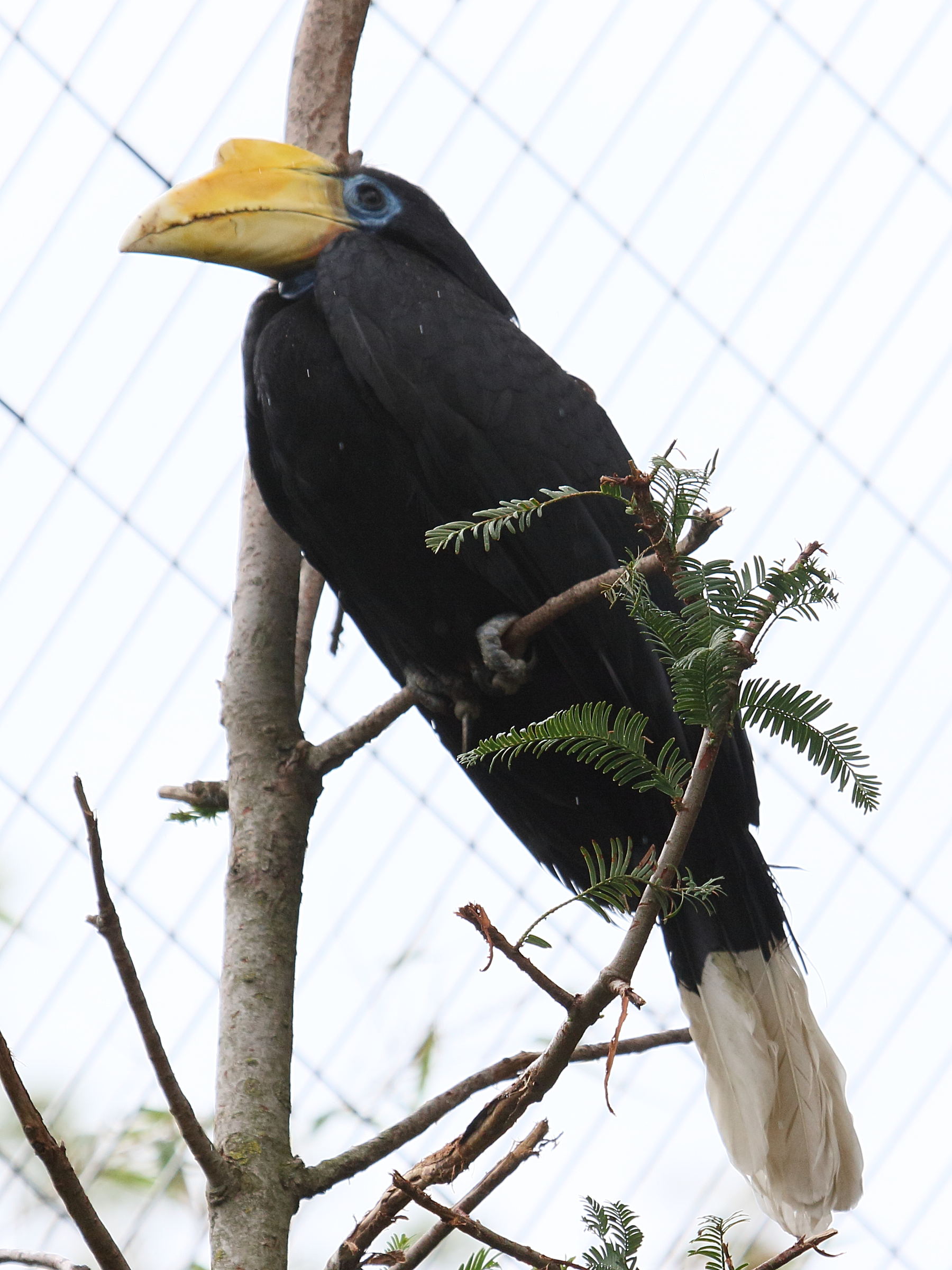 calao_a_casque_rouge_-_rhyticeros_corrugatus2bd