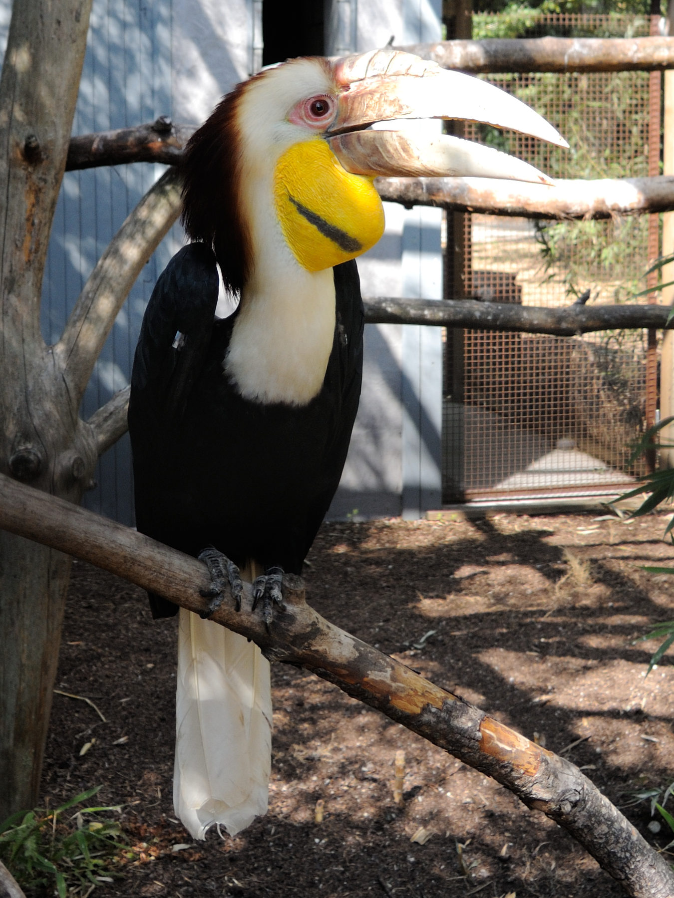 calao_festonne_-_rhyticeros_undulatus4md