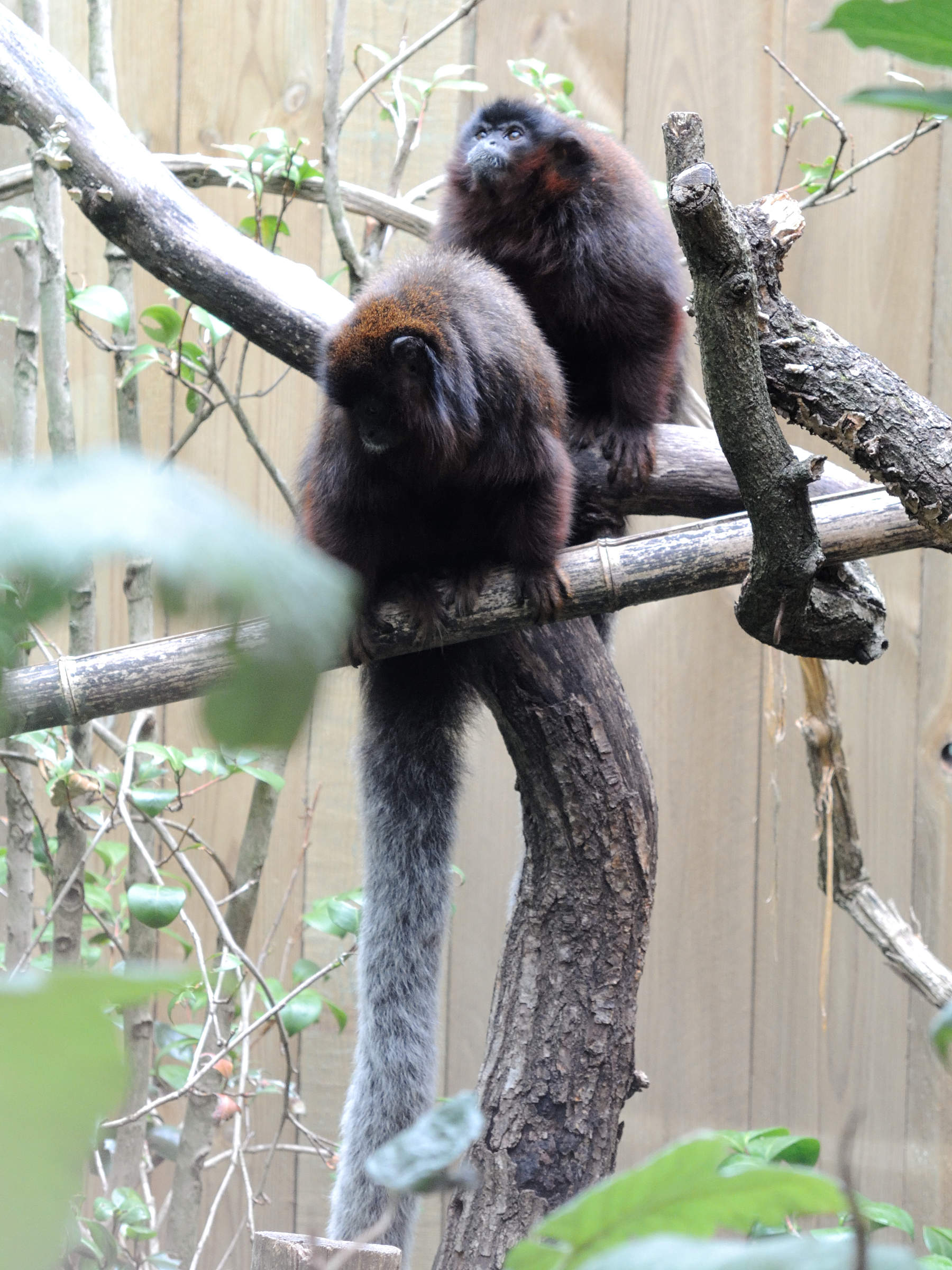 callicebus_cupreus1md