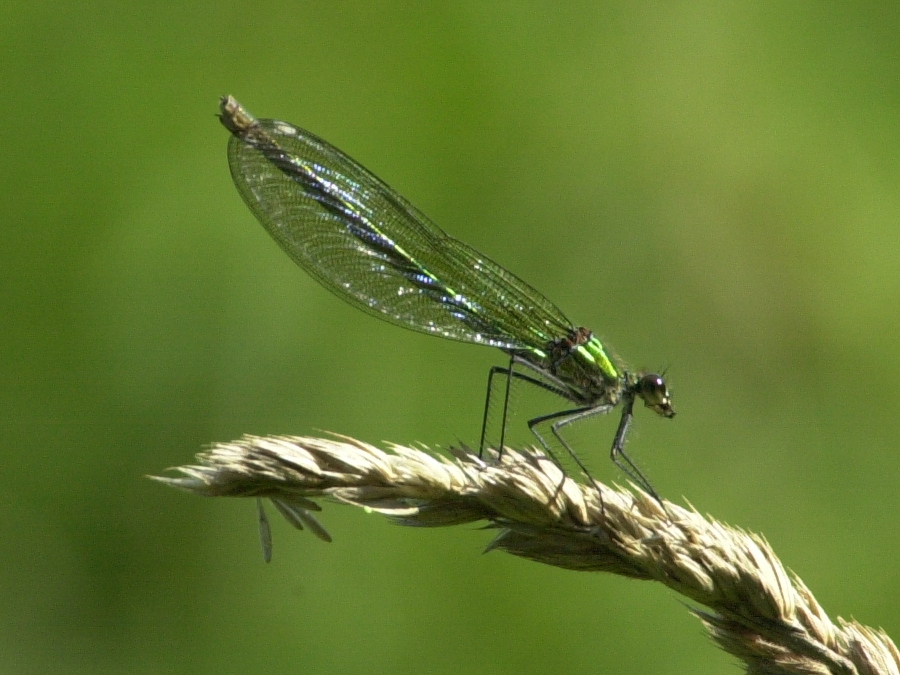 calopteryx_splendens3md