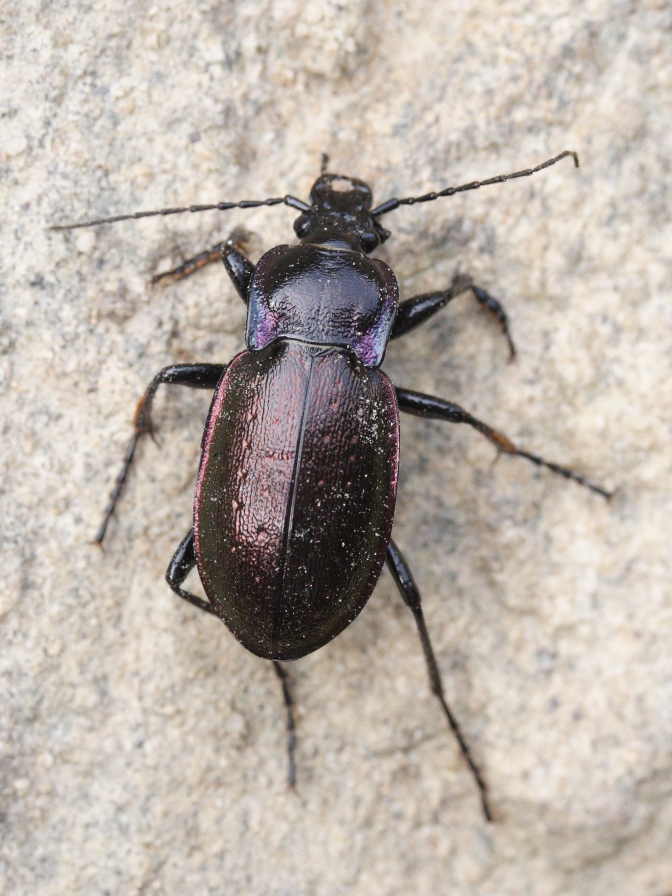 carabus_problematicus1md