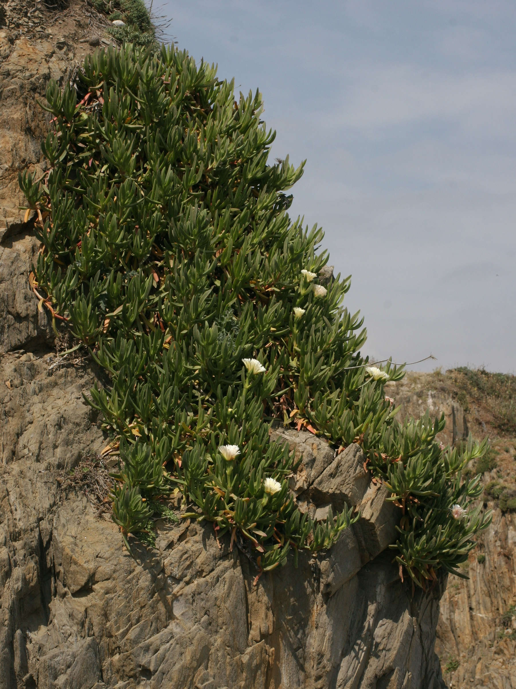 Afficher le média Carpobrotus_edulis Carpobrotus_edulis