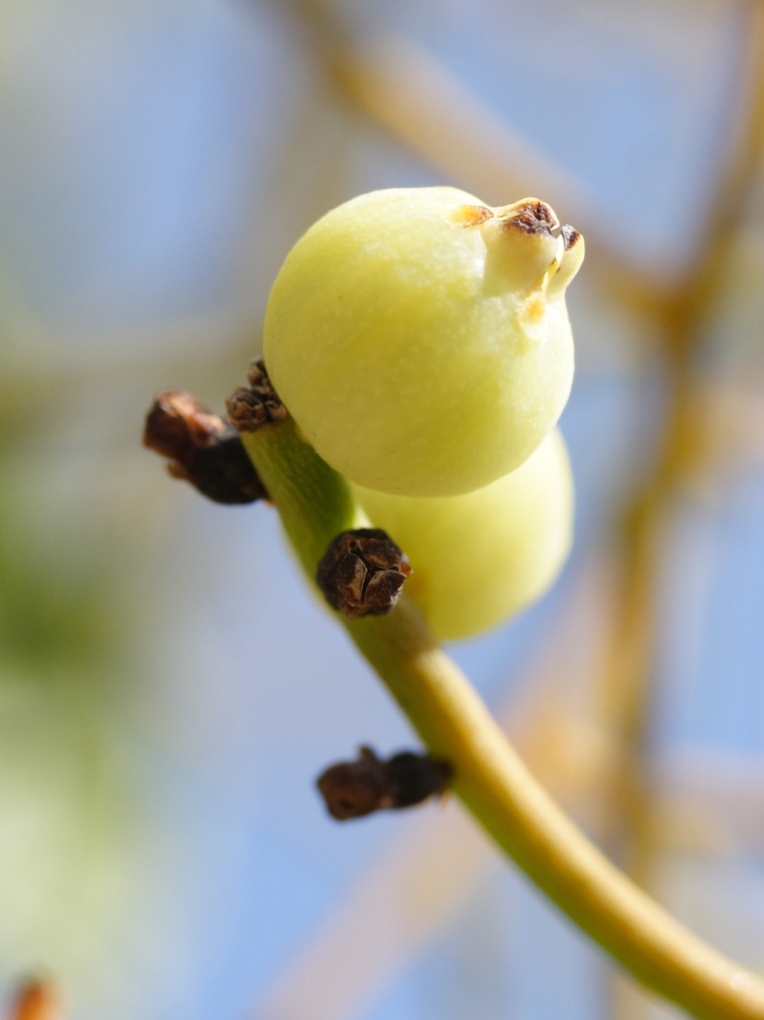 cassytha_filiformis6md