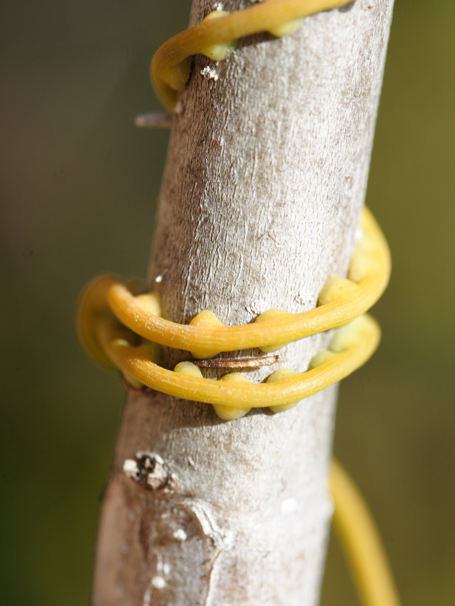 cassytha_filiformis7md