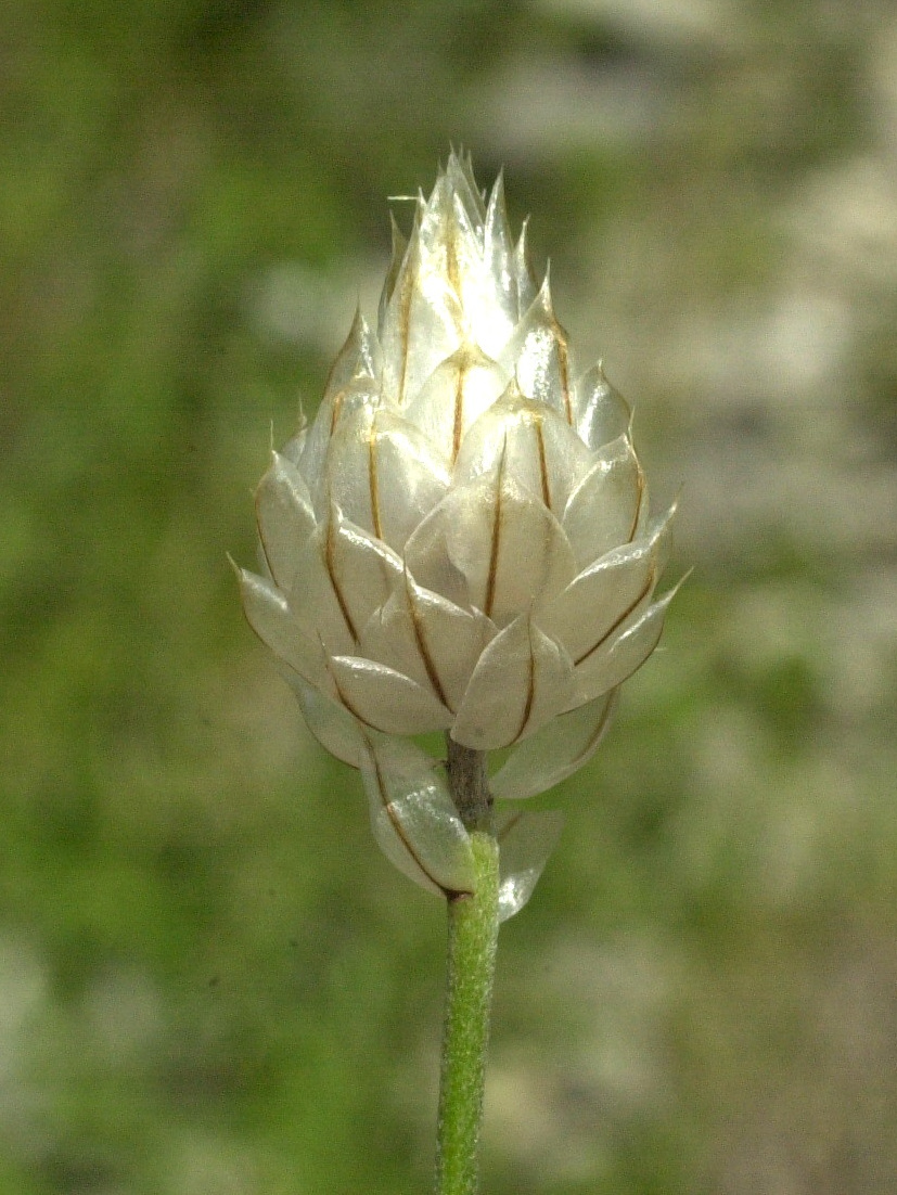 Afficher le média Catananche_caerulea Catananche_caerulea