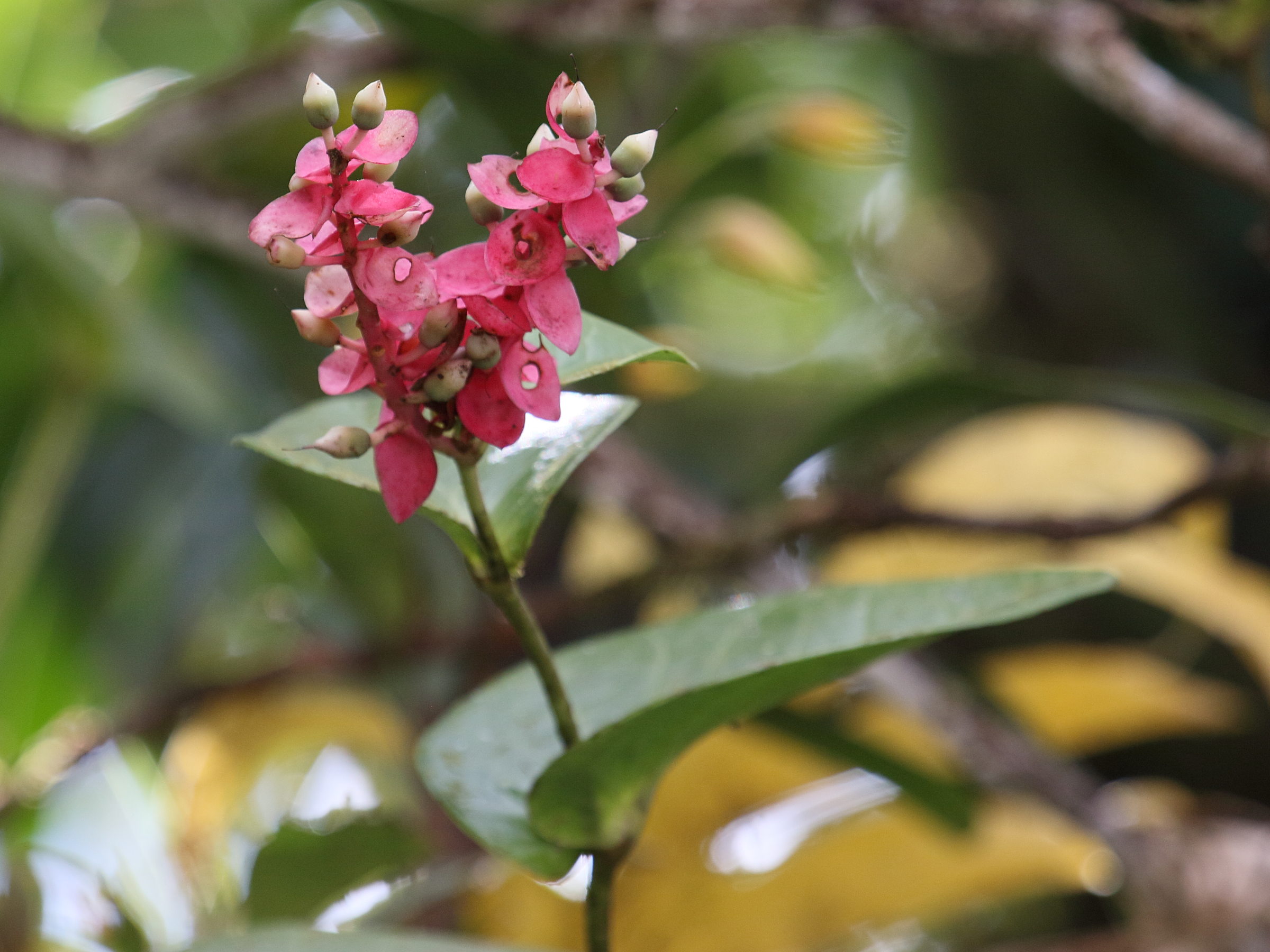 cavendishia_complectens3bd