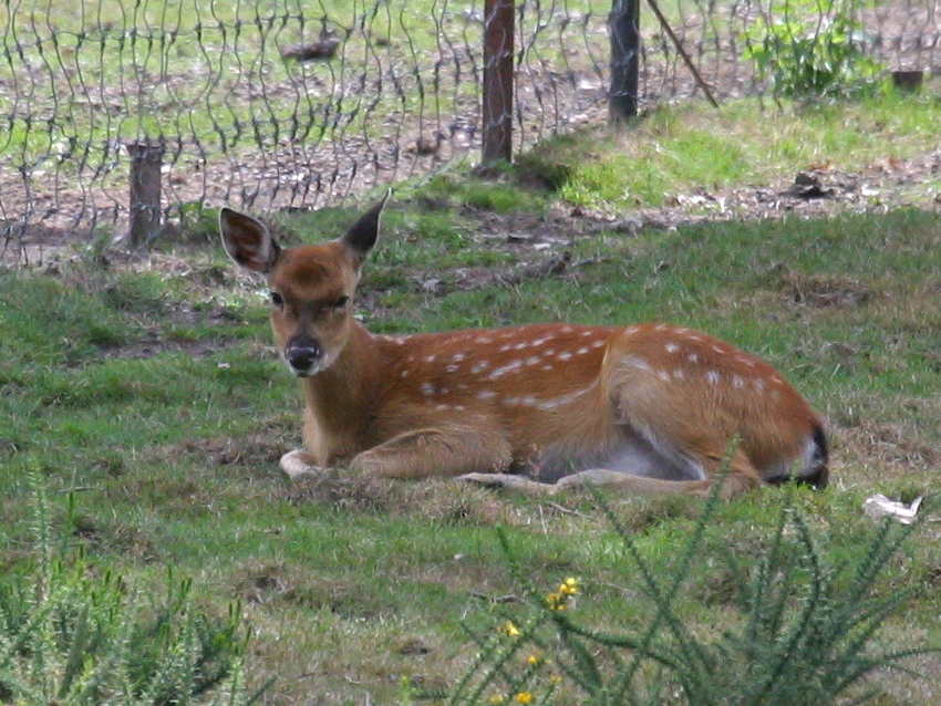 cervus_nippon_pseudaxis2bd