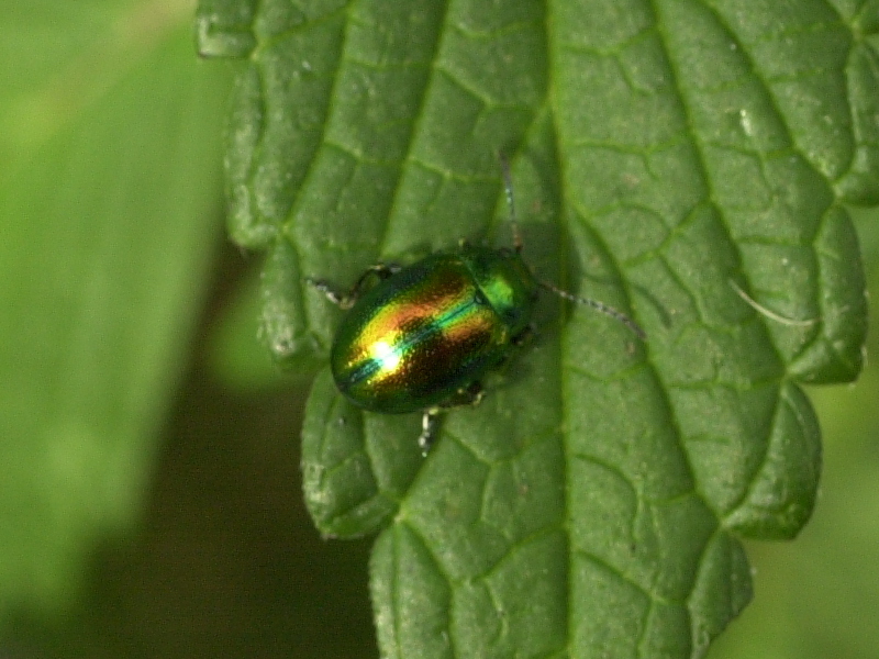 chrysolina_fastuosa3md
