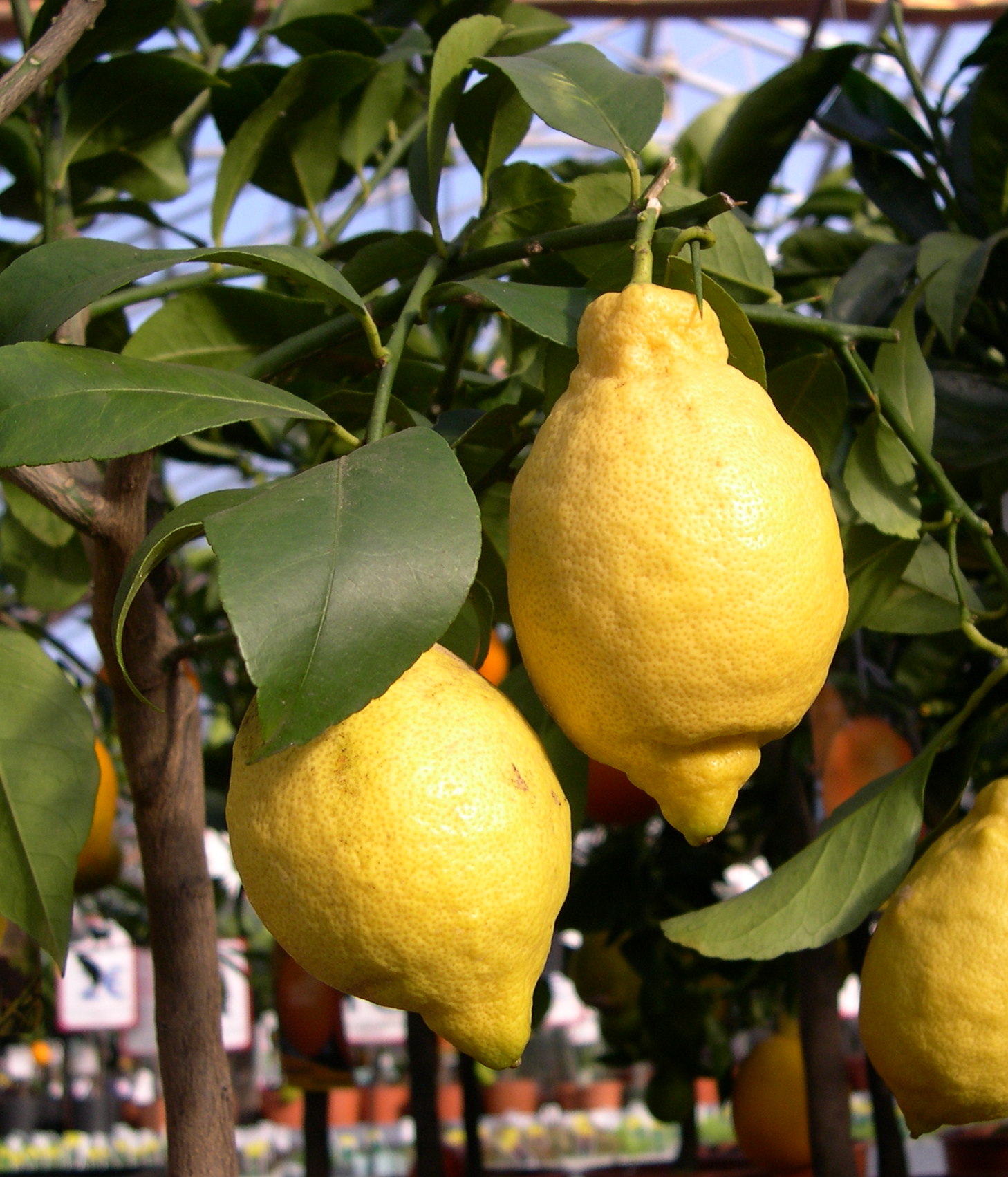 citrus_limon2md
