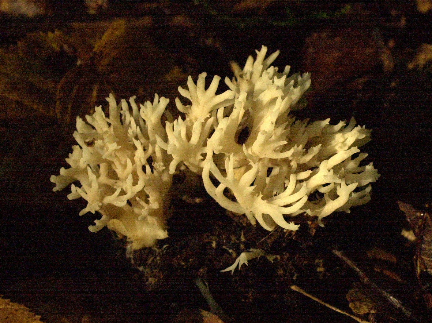 clavulina_cristata2md