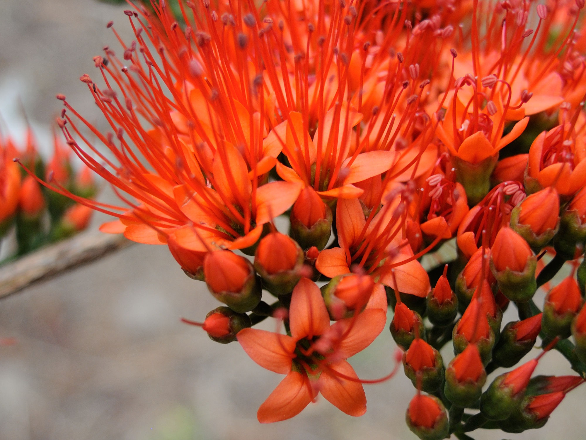 Afficher le média combretum_coccineum2md combretum_coccineum2md