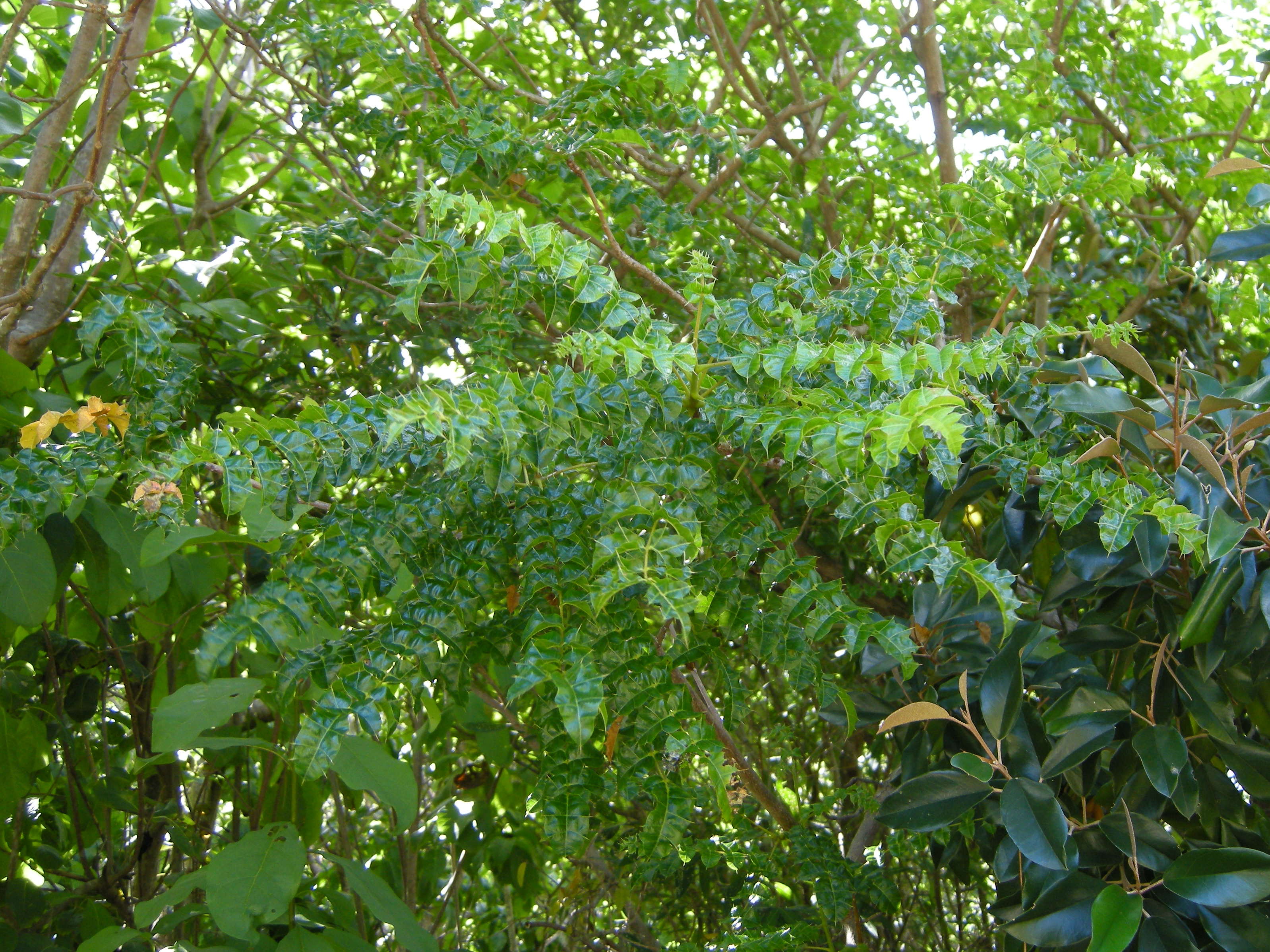 comocladia_dodonaea1md