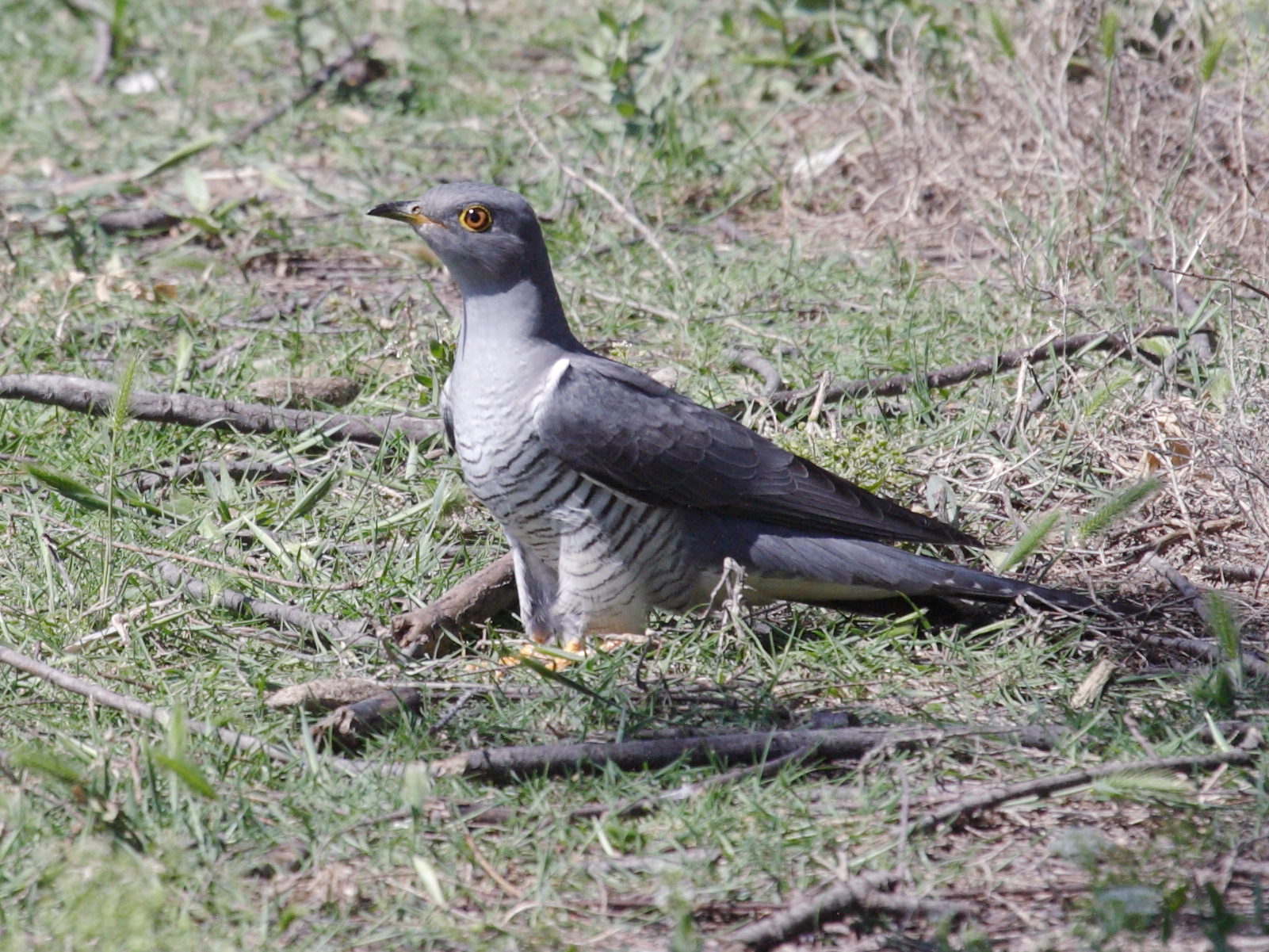 coucou_gris_-_cuculus_canorus5bd