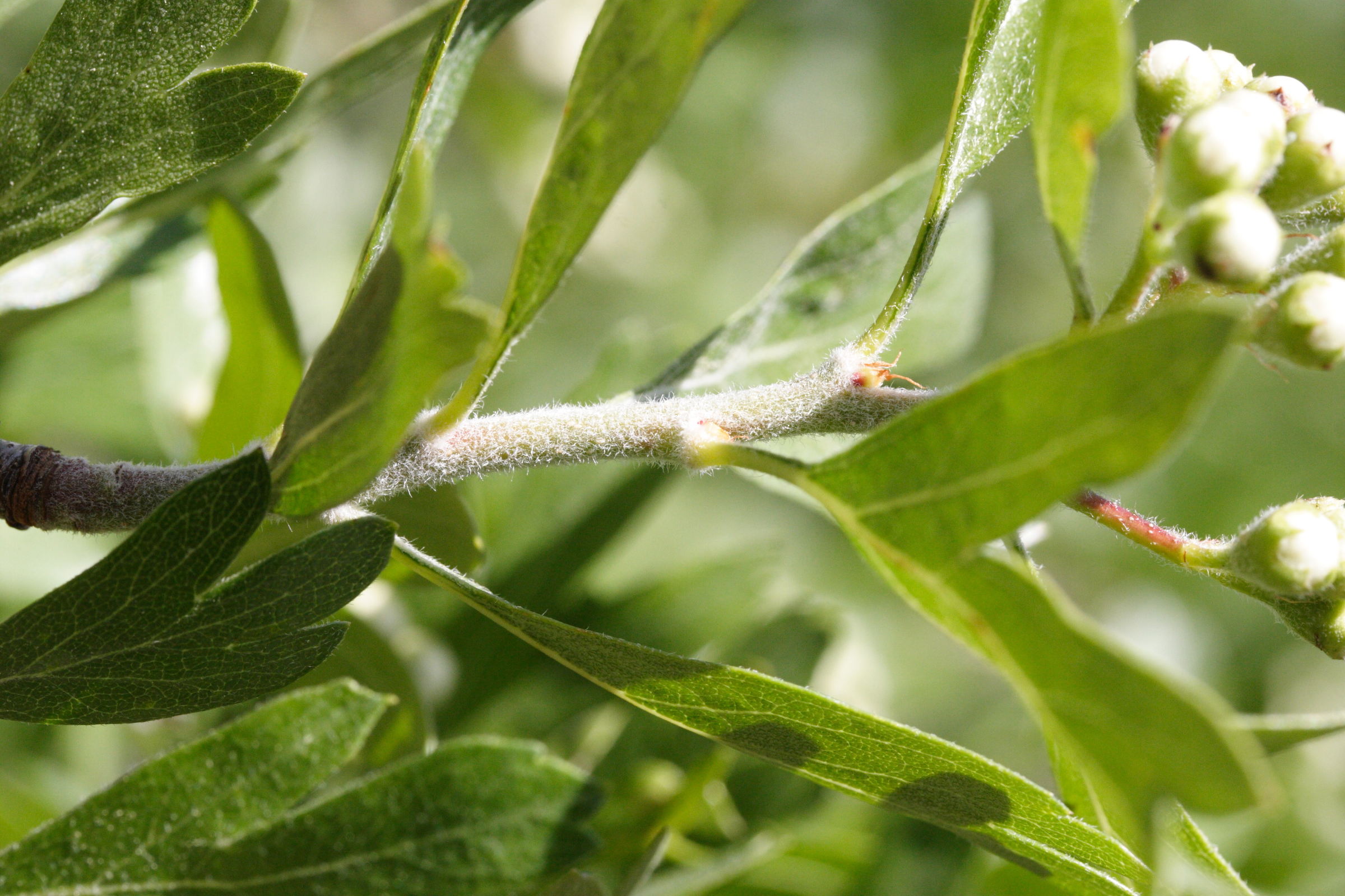 crataegus_azarolus3md