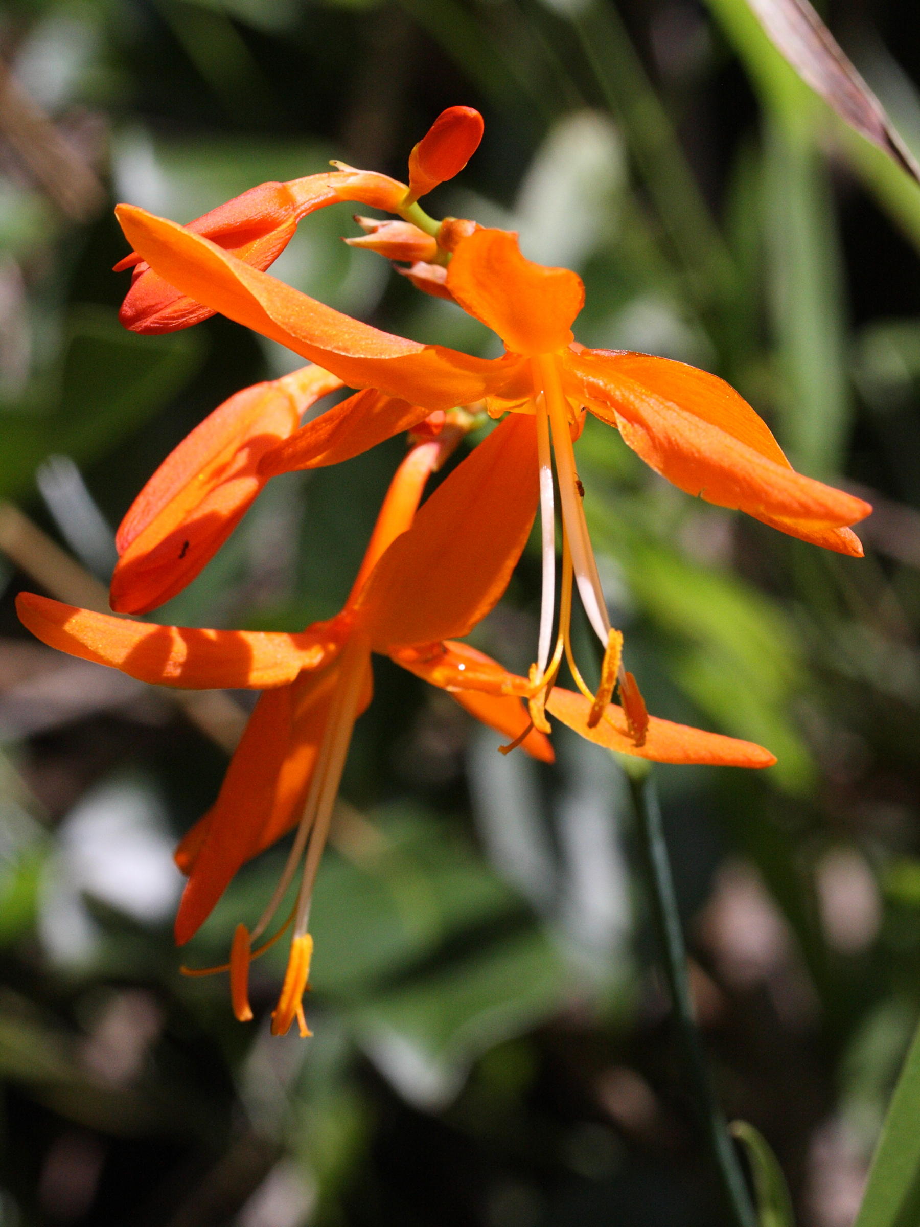 crocosmia_x_crocosmiiflora2md
