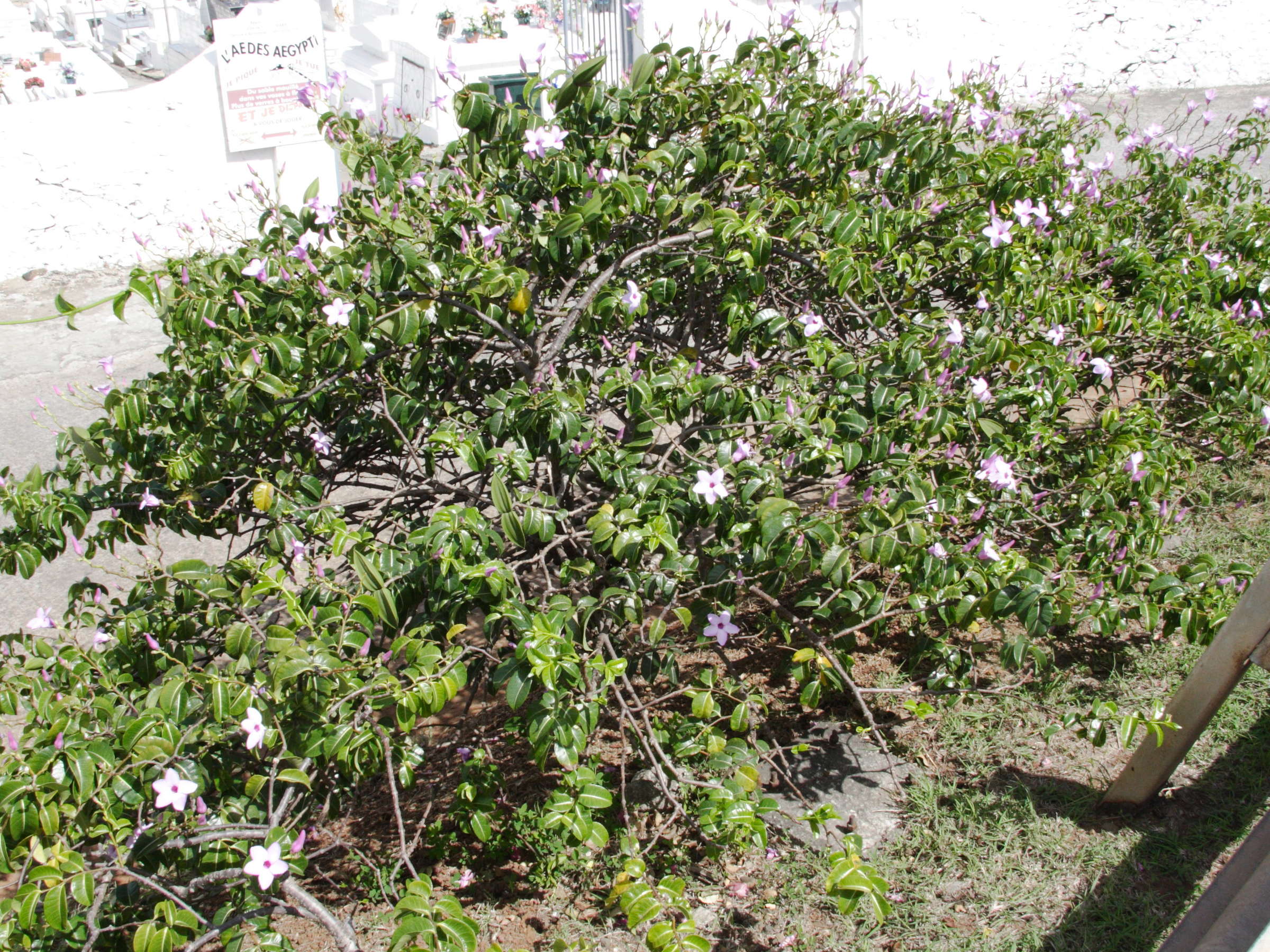 Cryptostegia_madagascariensis