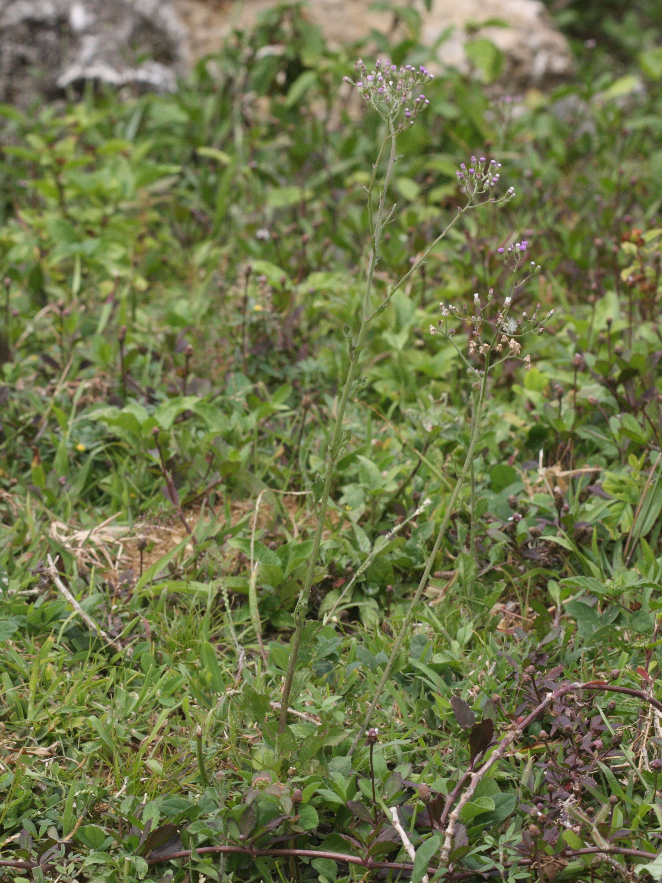 Afficher le média cyanthillium_cinereum3md cyanthillium_cinereum3md