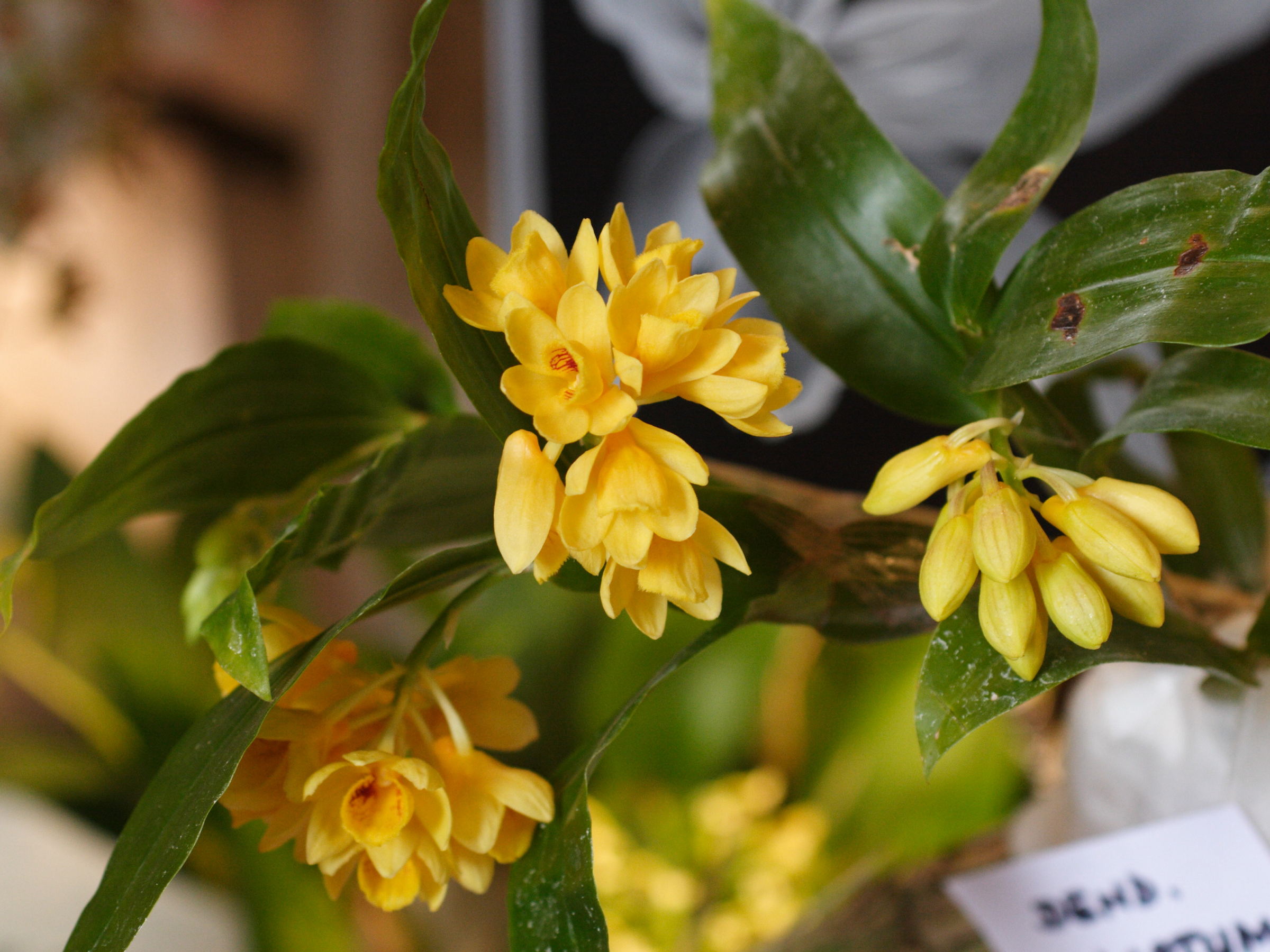 dendrobium_sulcatum1md