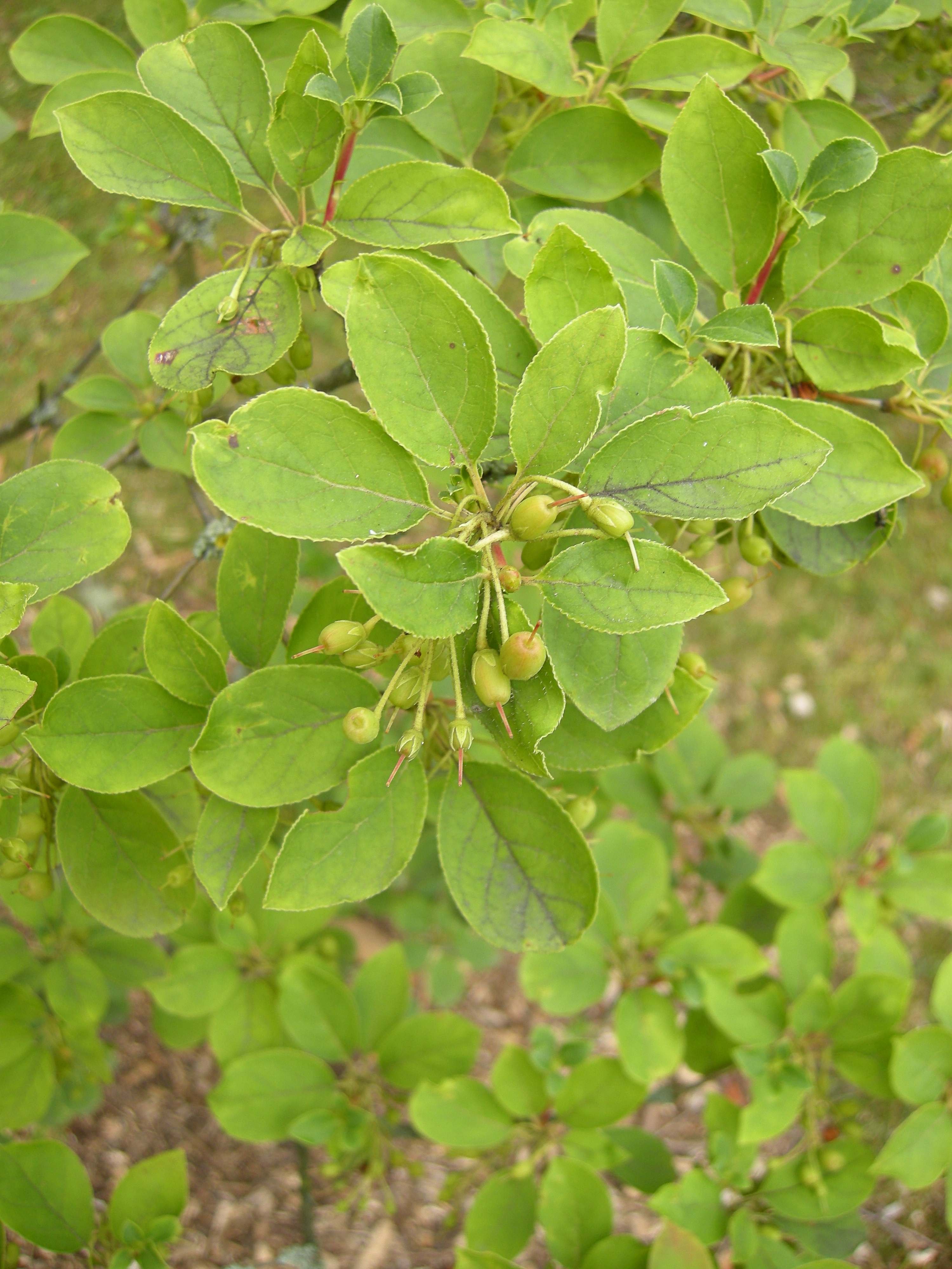 Afficher le média enkianthus_campanulatus1bd enkianthus_campanulatus1bd