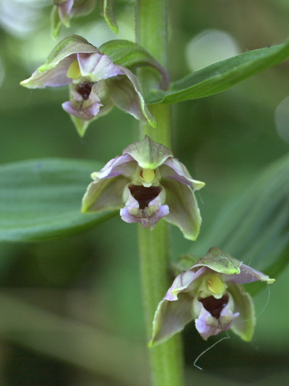 Afficher le média epipactis_helleborine3md epipactis_helleborine3md