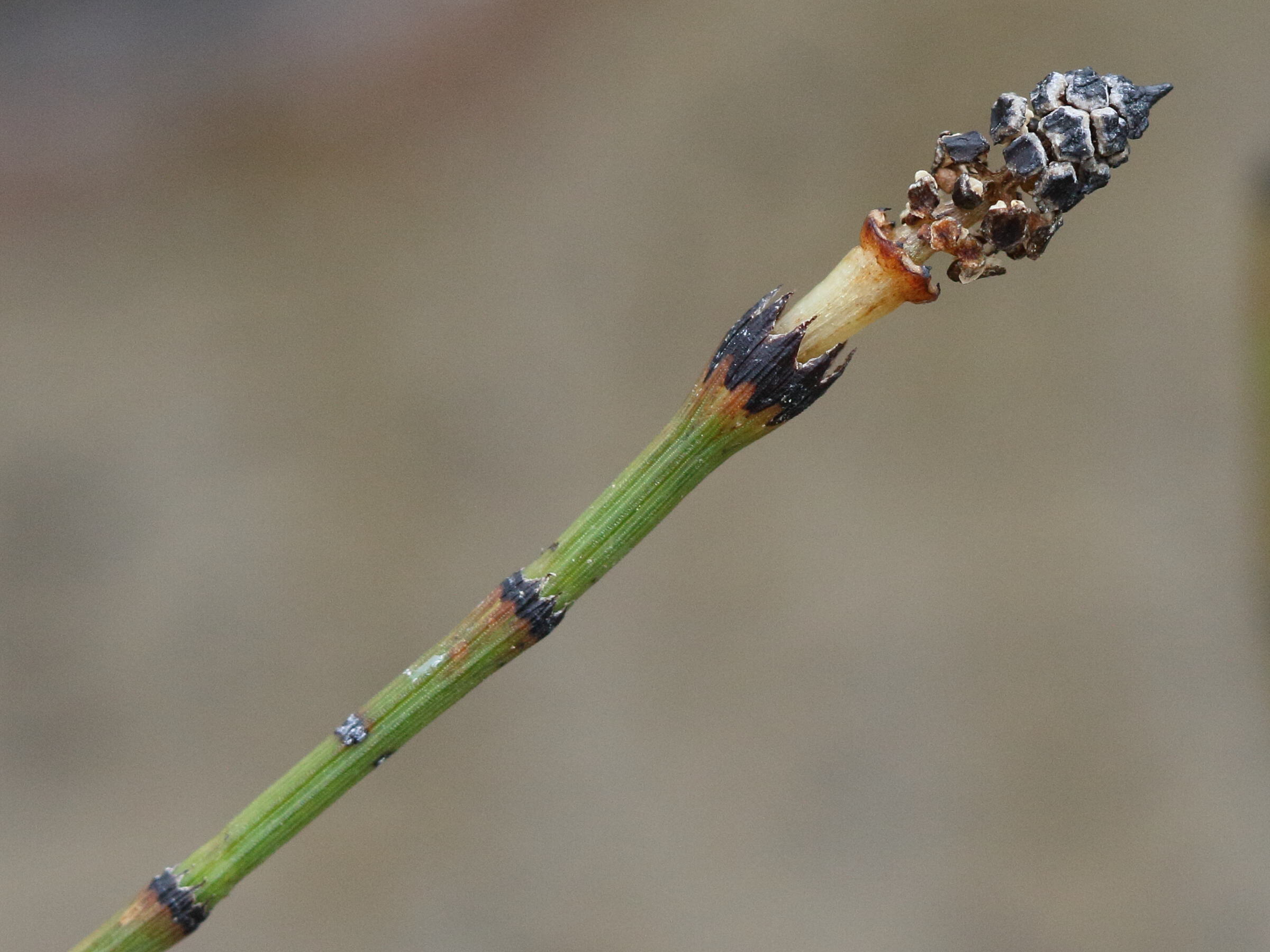 equisetum_variegatum5bd