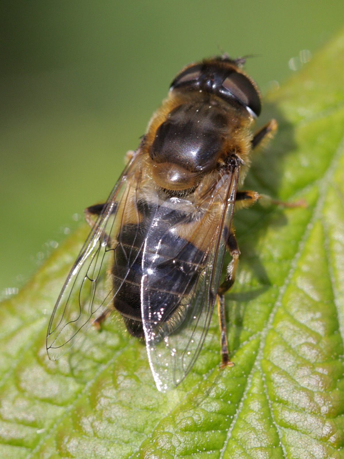 eristalis_tenax2bd