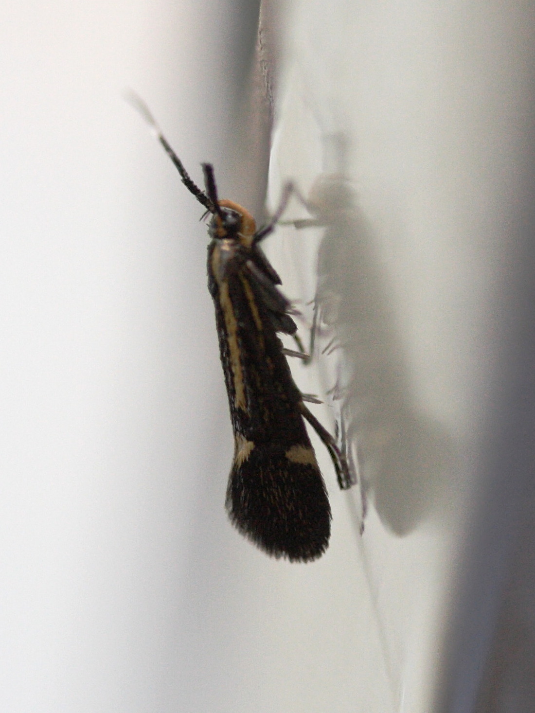 esperia_sulphurella3md