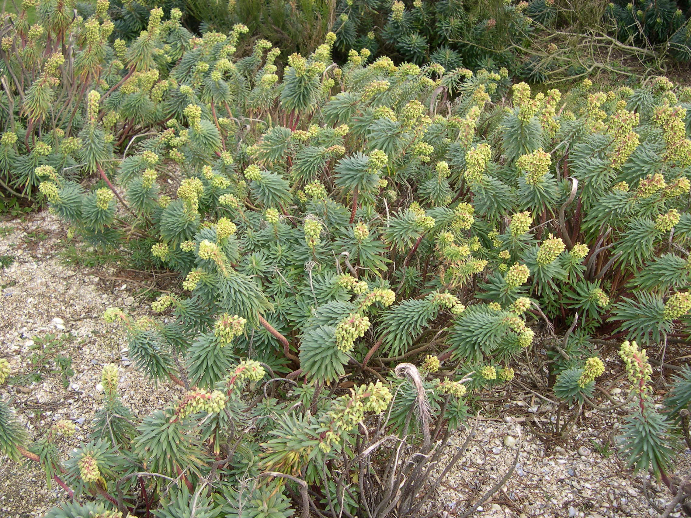 Afficher le média euphorbia_characias1bmd euphorbia_characias1bmd