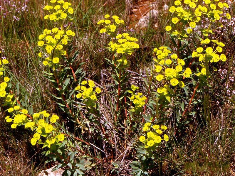 Afficher le média Euphorbia_nicaeensis Euphorbia_nicaeensis