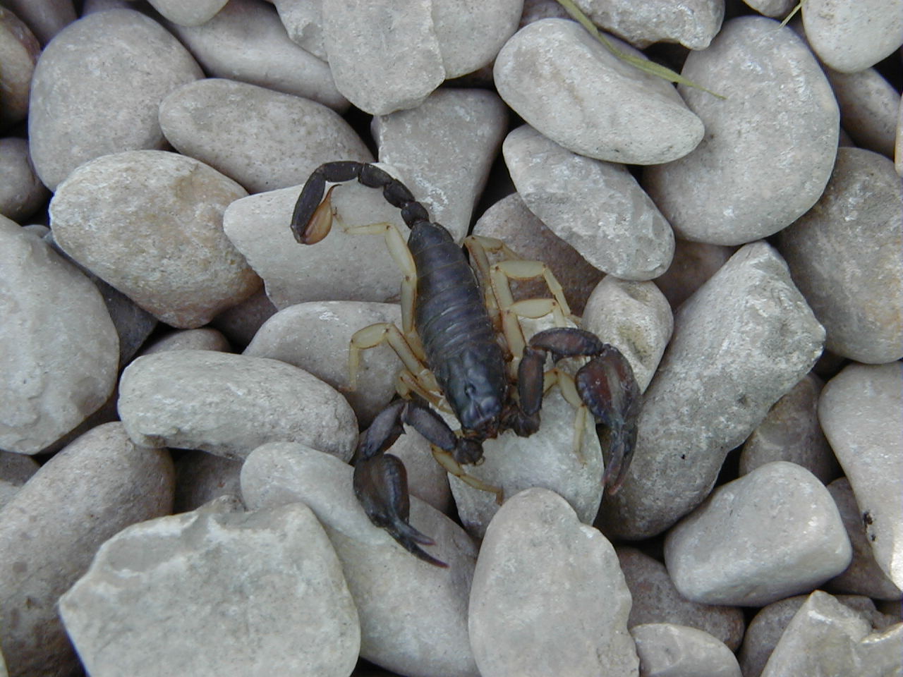 euscorpius_flavicaudis1md