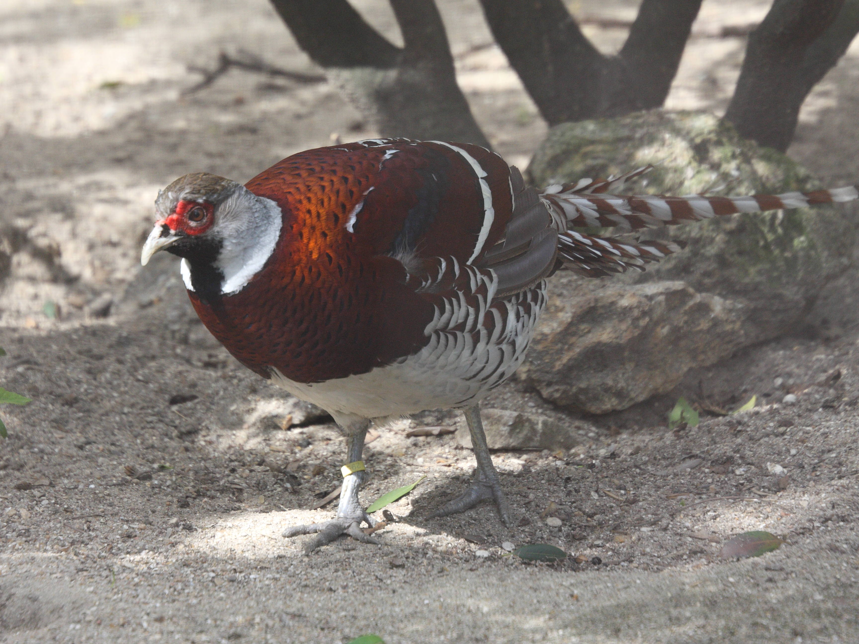 faisan_d-elliot_-_syrmaticus_ellioti1md