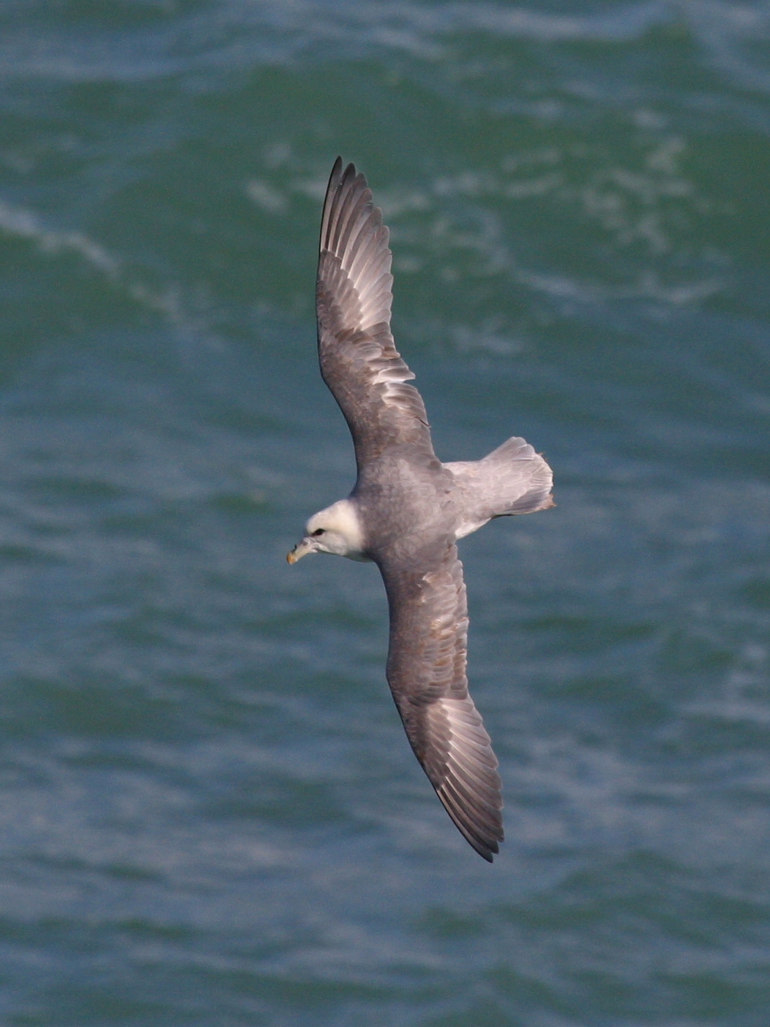 fulmar_boreal_-_fulmarus_glacialis1bbd