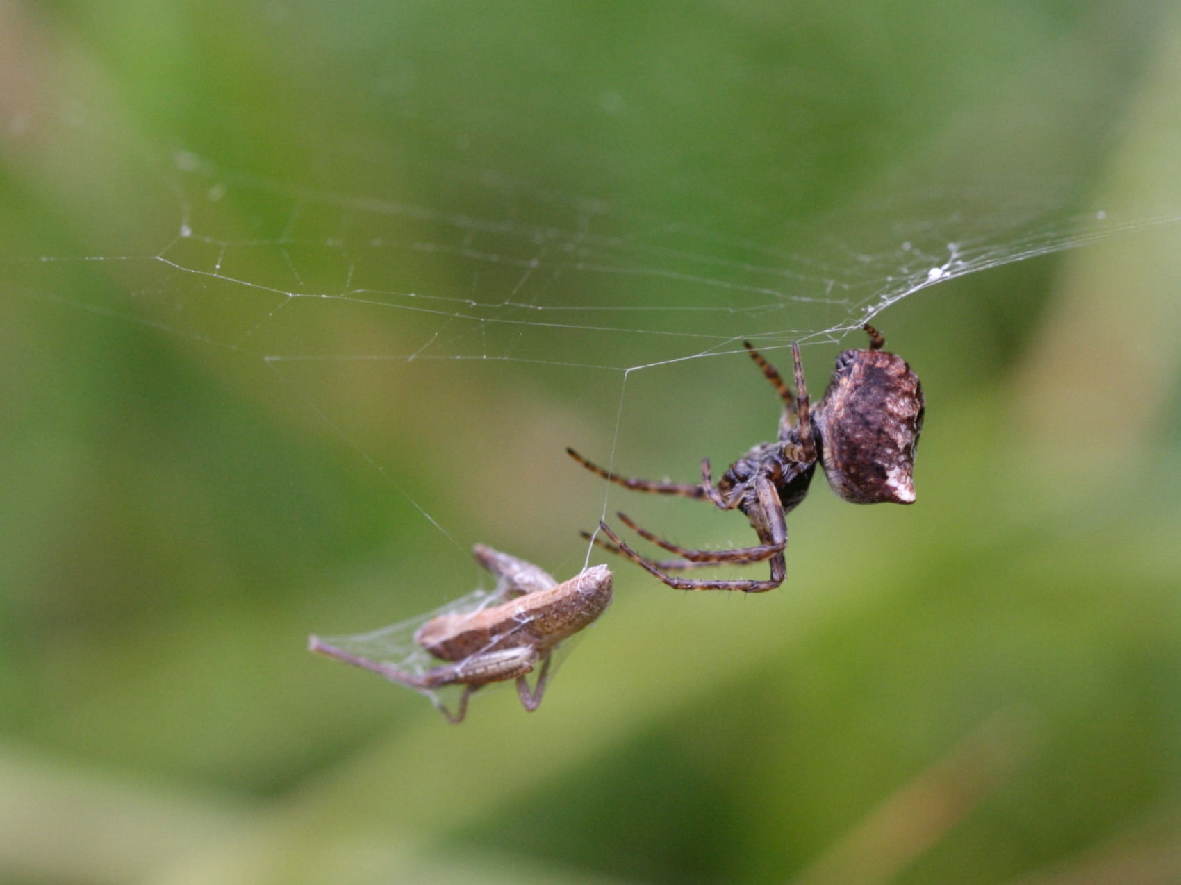 gibbaranea_bituberculata2sd