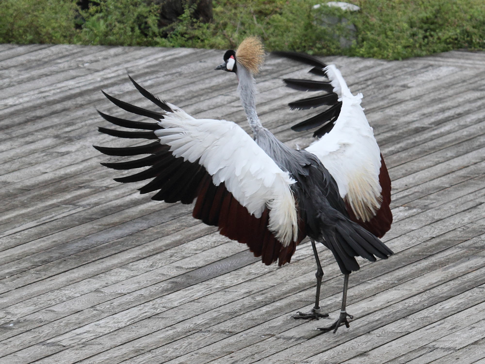 grue_royale_-_balearica_regulorum5bd