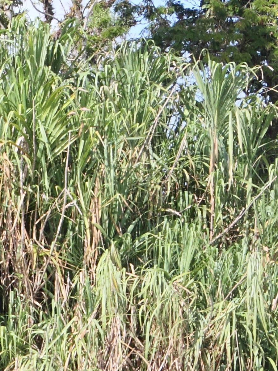 gynerium_sagittatum1md