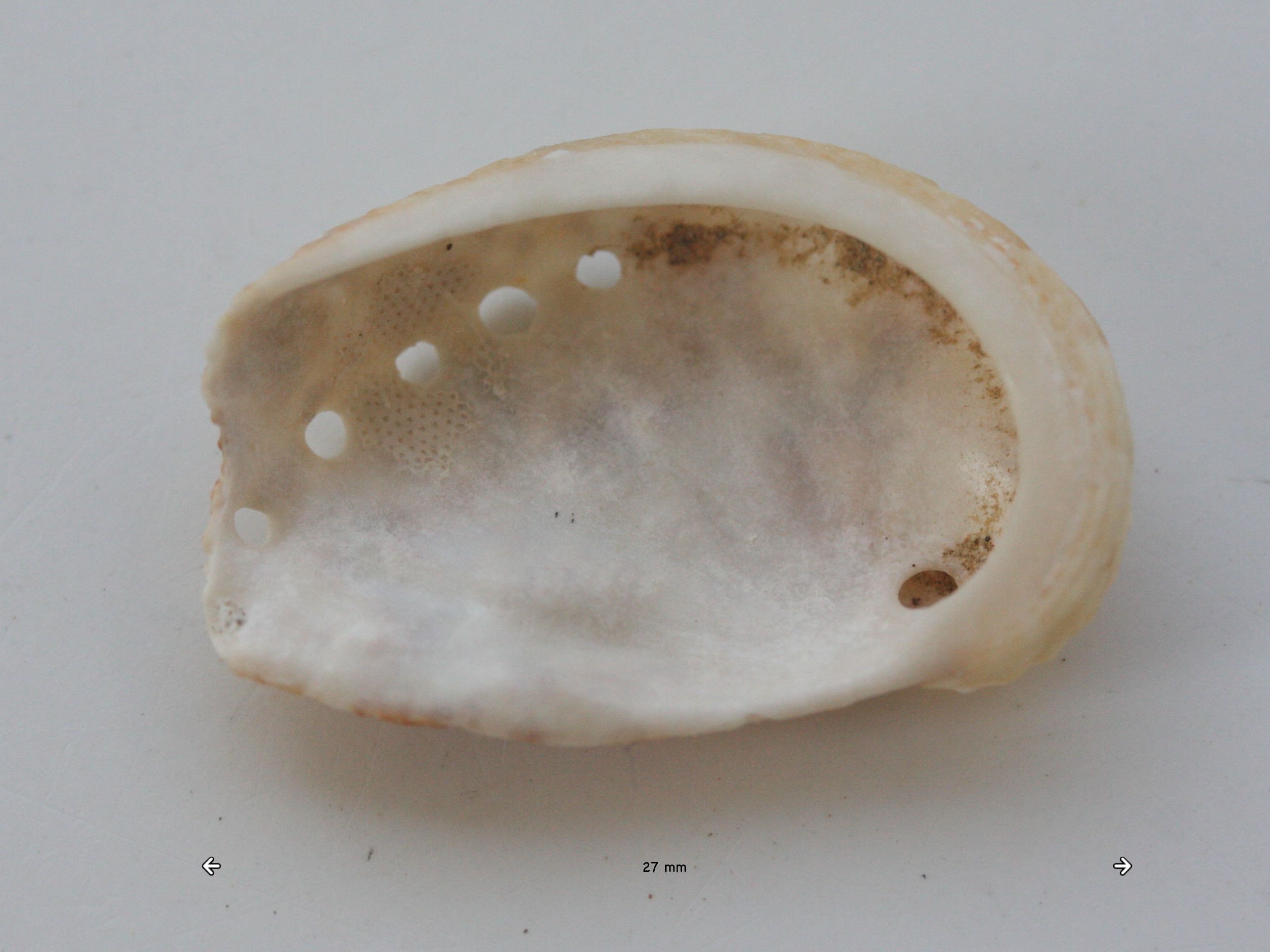 haliotis_lamellosa2md