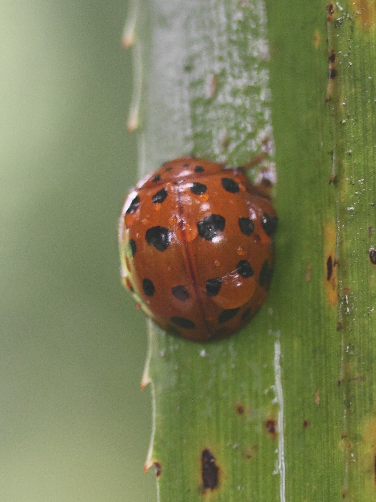 harmonia_coryphaea1md