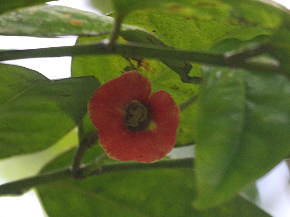 heisteria_coccinea1bd