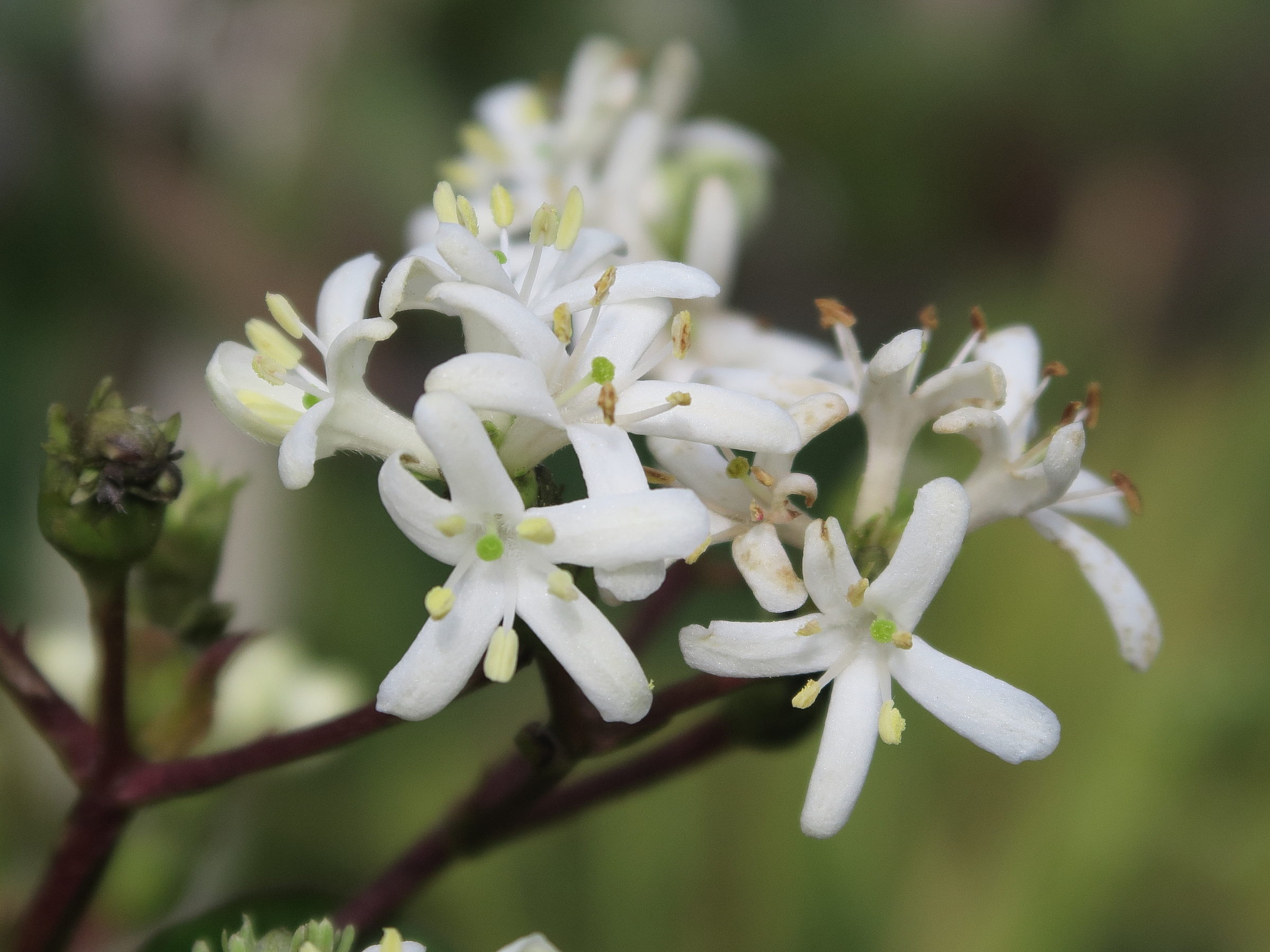 heptacodium_miconioides2md