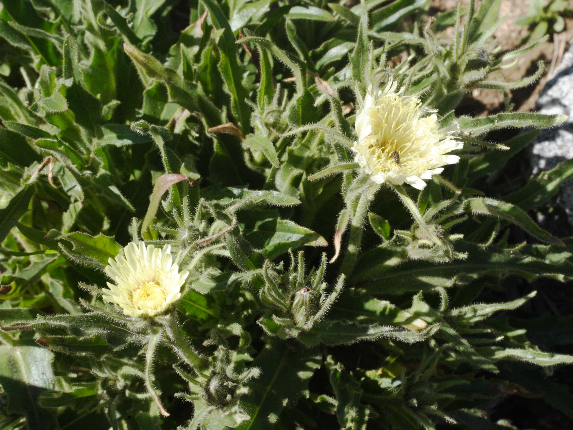 Afficher le média hieracium_intybaceum2md hieracium_intybaceum2md