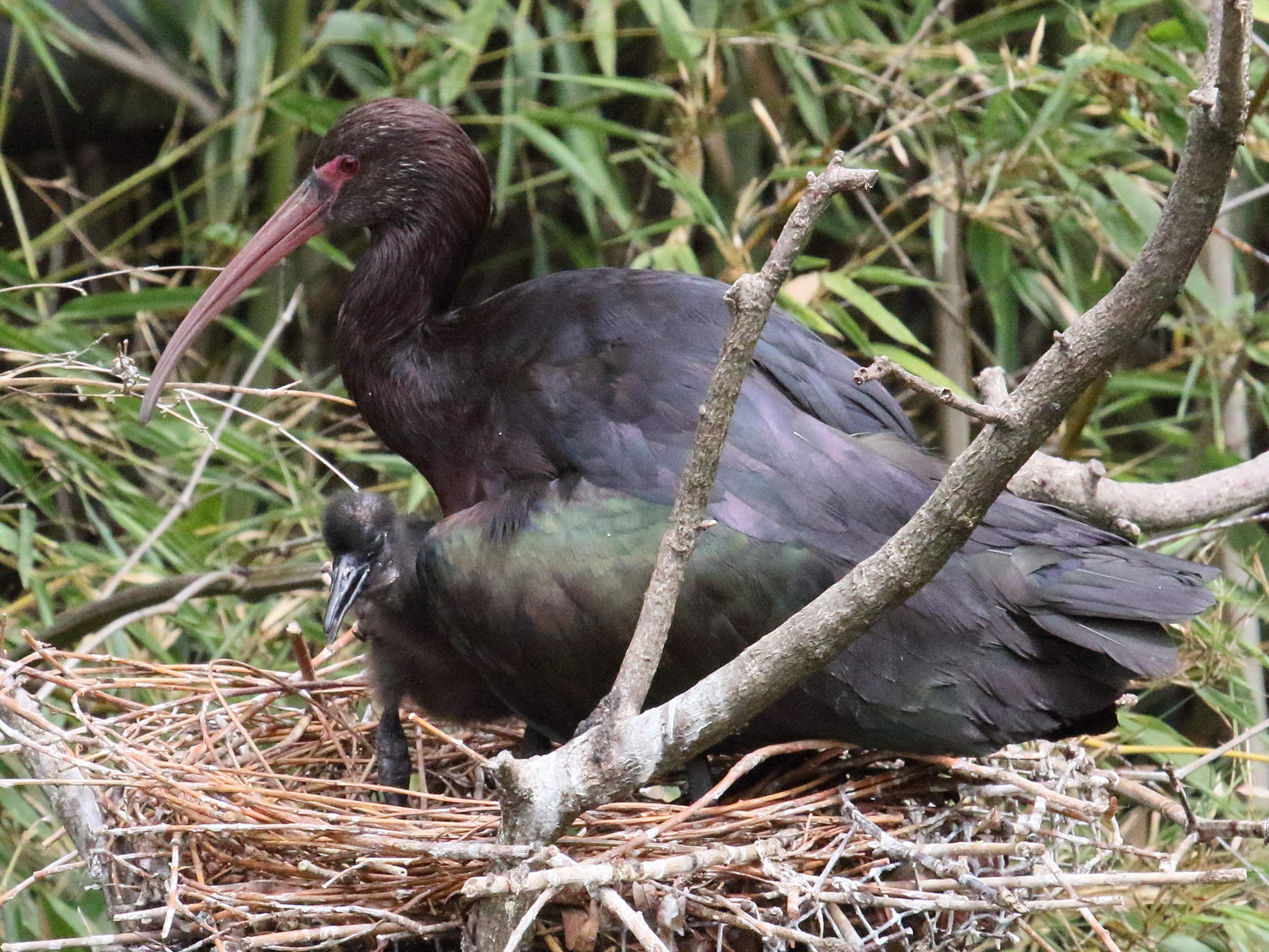 ibis_de_ridgway_-_plegadis_ridgwayi3bd