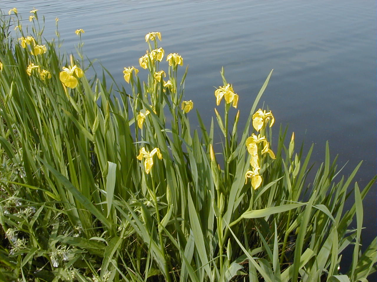 iris_pseudacorus1cmd