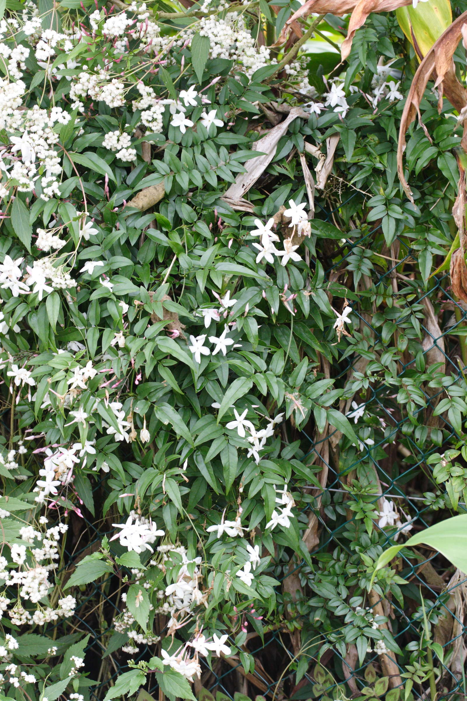 Afficher le média jasminum_grandiflorum4md jasminum_grandiflorum4md