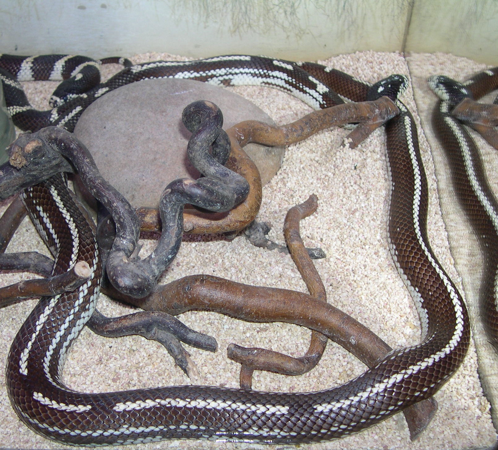 Lampropeltis_getulus californiae
