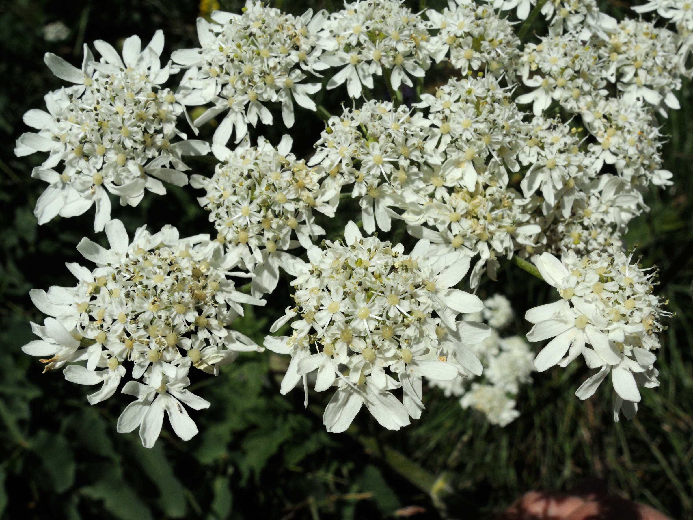 Afficher le média laserpitium_latifolium6md laserpitium_latifolium6md