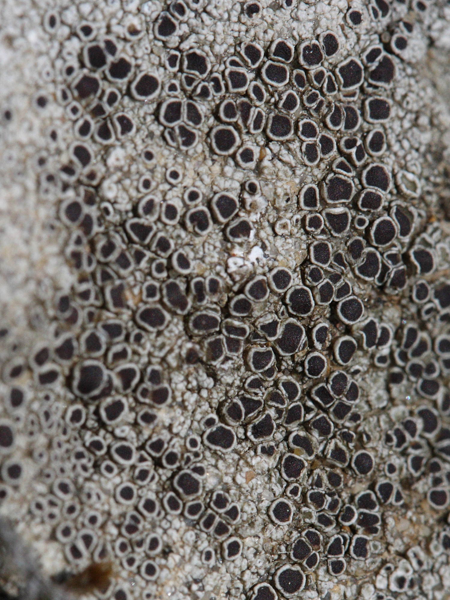 lecanora_campestris2md