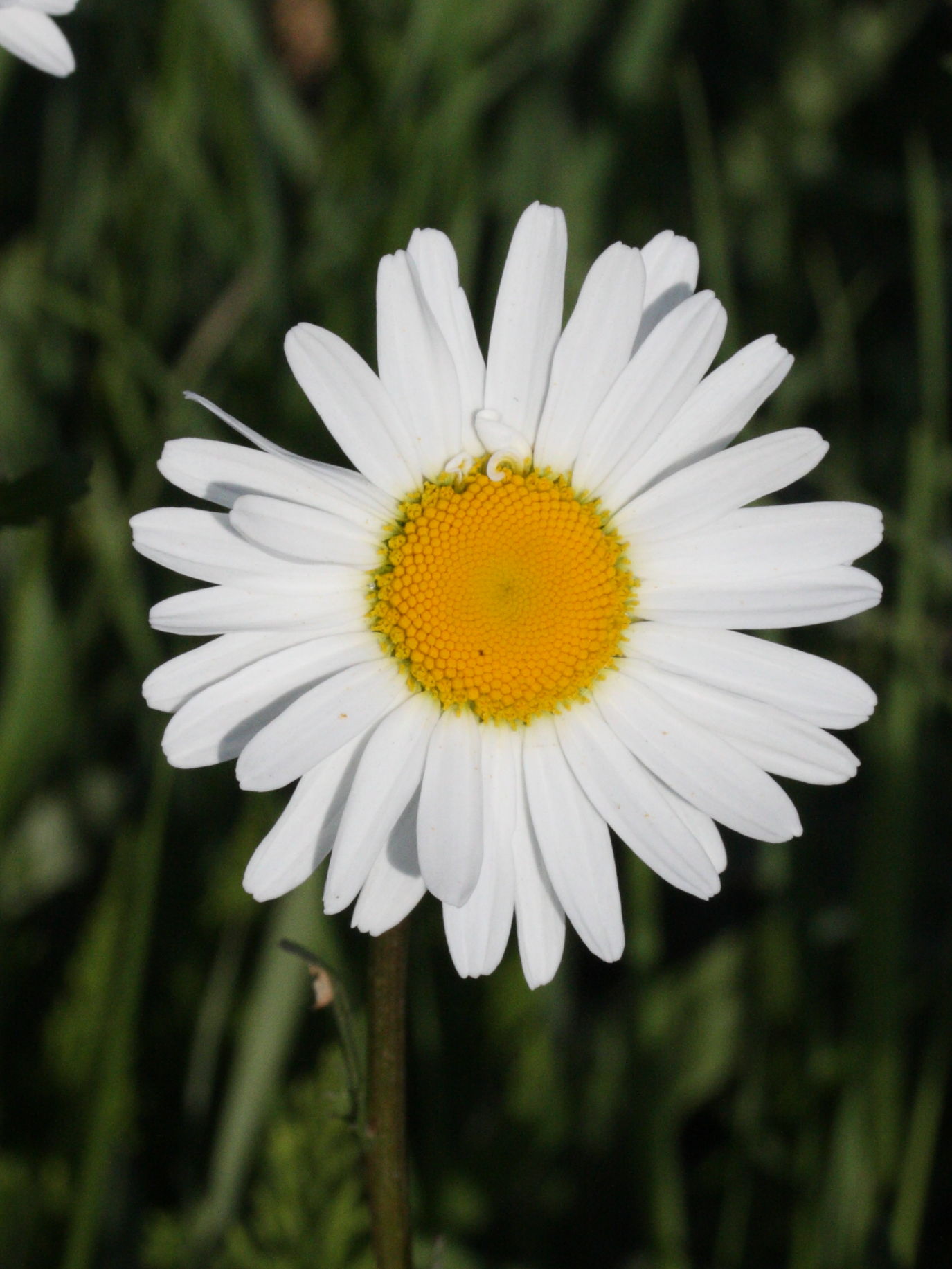 Afficher le média leucanthemum_vulgare2md leucanthemum_vulgare2md