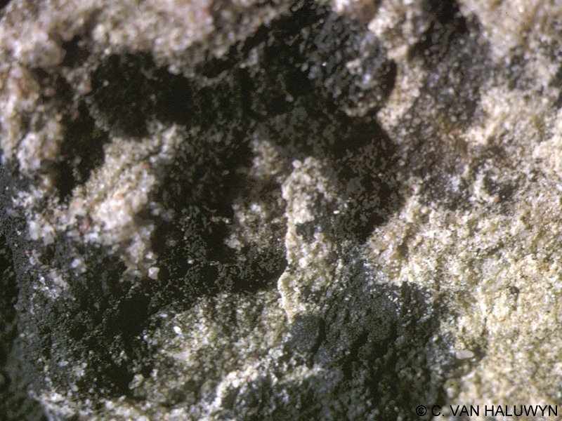 lichina_confinis1cvh